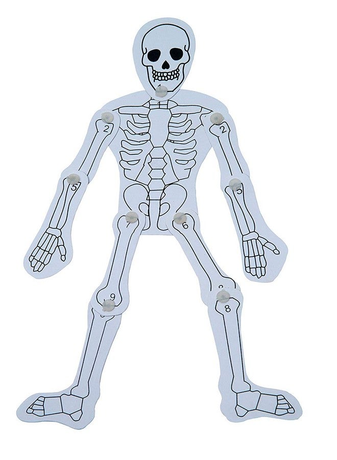 JUNIOR SCIENTIST Human Skeleton Puzzle - Construct A Realistic-Looking Human Skeleton from Head to Toe - STEM Activity Set - Tinkering LAB Model - School LAB Model � Teacher�S Learning Material - TLM Model - Image 1